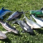 Animales Marinos de Goma