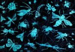 Rompecabezas Nocturno 70 Piezas - Insectos - Imagen 3